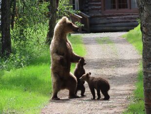 128 Grazer and 2 spring cubs June 18, 2020 NPS photo by Ranger Tammy Carmack