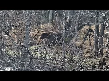 21_Oct_2022-_217_Makes_a_Little_Run_at_903_(explore.org)