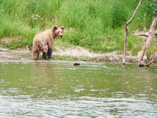 910 and spring cub June 25, 2022 photo by Truman Everts