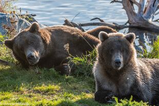 September 2020 photograph of 94 and her three 2.5 year-old cubs by Theresa Bielawski