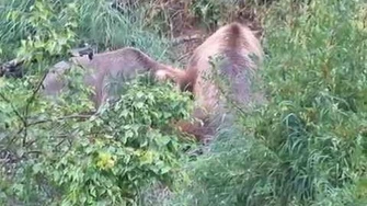 Katmai_NP_Bear_Fight_2015_Season_by_Ross_Baldwin_(132_with_her_3_yearlings_&_402_with_her_4_spring_cubs)