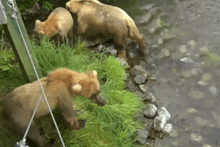 128 Grazer and her two 2.5 year old cubs July 6, 2022 gif by LunaCre