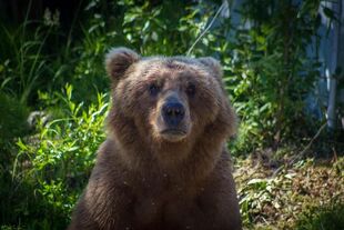 132 June 7, 2016 NPS photo Ranger David Kopshever posted July 9, 2016