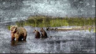 482 Brett and her 2 spring cubs snapshot art by honeybear27