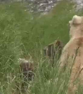 128 Grazer with her 2 spring cubs (3rd known litter) July 5, 2024 gif created by oregonshefisher (p 16:38)