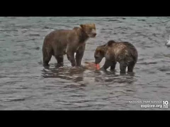 Great_catch_for_909_Brooks_Falls_cam_Explore.org_8-4-2022
