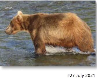 27 July 2021 NPS photo 2022 Bears of Brooks River book page 30