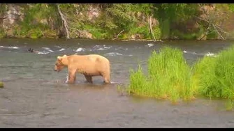 2018_06_21_21_35_35_@_7_25_PM_AKDT_Grazer_128_by_Cheryl_B