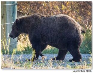 402 September 2016 NPS photo 2017 Bears of Brooks River pg 49