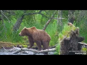 402_and_cub_-_Explore.org_July_15,_2023-2