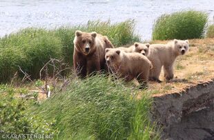 482 Brett and 3 yearlings July 1, 2019 or prior photo by Kara Stenberg from Brooks Lodge's July 1, 2019 Facebook post