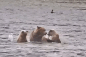 482 and her 2 spring cubs September 20, 2021 gif by LunaCre