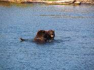 700 Marge with her two 2.5 year-old cubs September 16, 2008 NPS photo