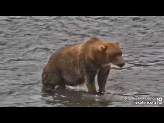 854_Divot_Brooks_Falls_cam_Explore.org_8-4-2022-2