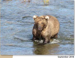 909 September 2018 NPS photo 2019 Bears of Brooks River book, page 34