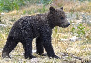 One of 171's spring cubs June 30, 2019 at 11:51 photograph by Truman Everts