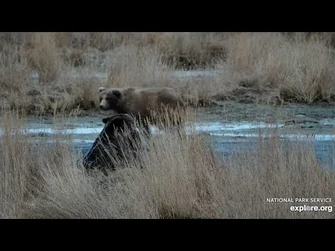 230_Passes_by_344_-_November_6,_2023_(explore.org)