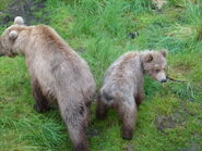 39 with her yearling July 14, 2012 NPS photo