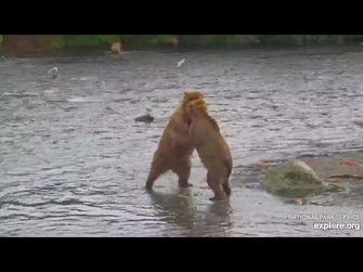 89_Backpack_Plays_with_28E_Again_-_July_18,_2024_(explore.org)