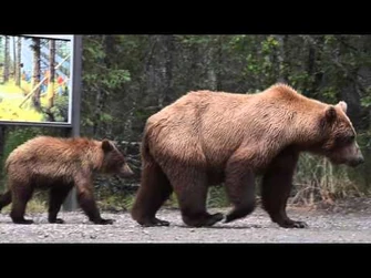 Grizzly_mom_with_yearling
