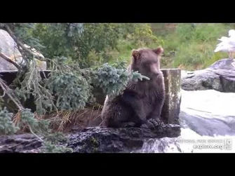 Today's_daily_dose_of_cuteness-_brought_to_you_by_909's_beautiful_cub_Brooks_Falls_Low_Explore.org