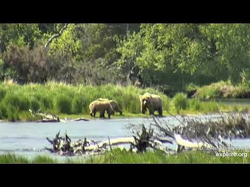 14_Jun_2021-_128_Grazer_and_Yearlings_Graze