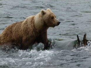 482 Brett with her 2.5 year-old offspring July 11, 2012 NPS photo KNP&P Flickr