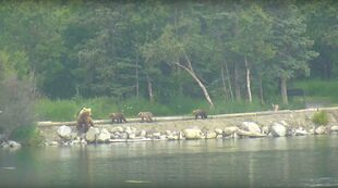 482 Brett with her 3 spring cubs during the 2018 season, snapshot by JG