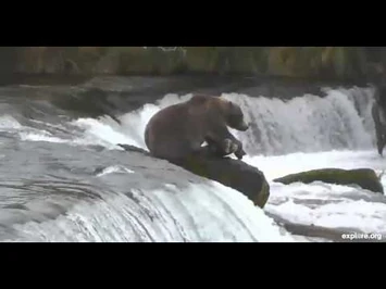 Backpack_Just_Chillin_at_Brooks_Falls_1_10_4_2013_3_59_33_PM_1