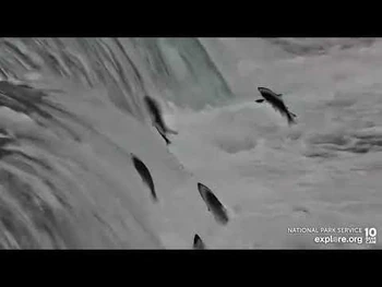 So_many_fish_jumping!_Brooks_Falls_cam_Explore.org_7-14-2022