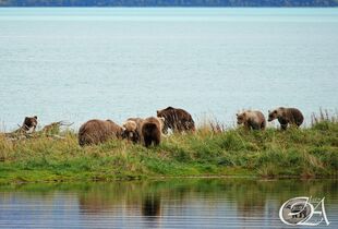 128 Grazer and her two 2.5 year old cubs (left) and 132 and her 2 yearlings (right) September 14, 2022 photo by Olatz Azcona Munárriz