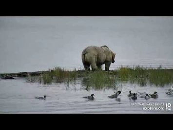 435_Holly_-_September_18,_2022_(explore.org)