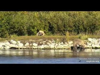 435_rests_with_her_cub_nearby_-_Explore.org_September_24,_2021