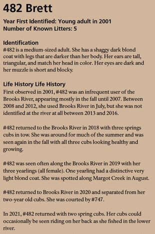 482's page in the 2022 Bears of Brooks River book page 47