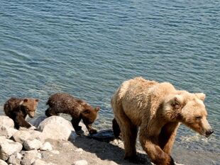 171 with 2 spring cubs June 27, 2019 NPS photo by Katmai Conservancy Ranger Naomi Boak