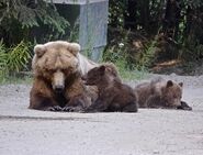 39 and 2 spring cubs July 4, 2019 photo by Truman Everts