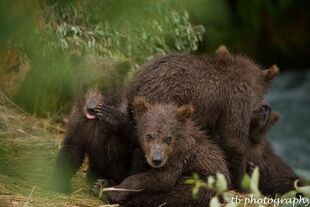 402's 4 spring cubs July 2015 photo by ©Theresa Bielawski