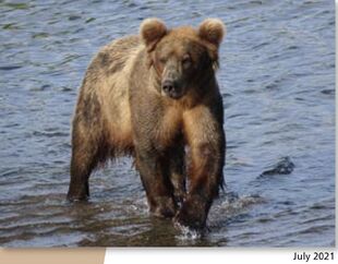 910 July 2021 NPS photo 2022 Bears of Brooks River book page 62 .01