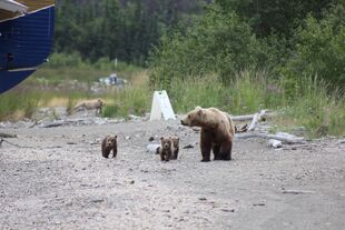 482 Brett with 3 spring cubs July 11, 2015 by BabyPeas