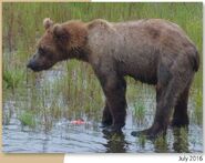 503 Cubadult July 2016 NPS photo 2017 Bears of Brooks River book page 31