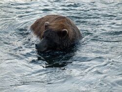 115 | Katmai Bearcams Wiki | Fandom