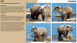 610 in the 2017 Bears of Brooks River book page 34