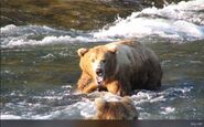 92 Enigma July 2009 NPS photo 2012 Brown Bears of Brooks Camp iBook