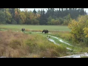 Sisters_131_and_133_on_the_Very_Soggy_Spit_Road_-_September_19,_2022_(explore.org)