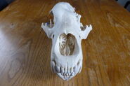 130-tundra-skull 14 16316873226 o