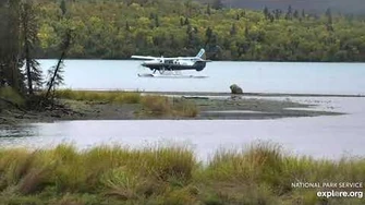 435_Holly_digs_a_belly_hole_on_the_gravel_bar_to_take_a_nap_9_15_2019,_video_by_Lani_H