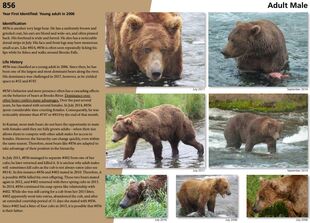 856's page of the 2018 Bears of Brooks River book, page 84