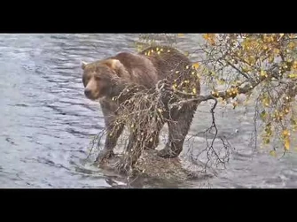 89_-_Explore.org_October_10,_2021-3