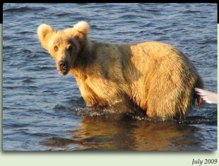 128 Grazer July 2009 NPS photo 2012 Brown Bears of Brooks Camp iBook