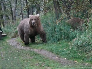 128 Grazer and 1 of 2 yearlings September 16, 2021 photo by Susan Rennie